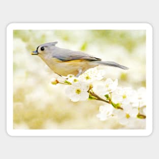 Tufted Titmouse with Seed Magnet